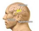 Kelenjar pituitary1